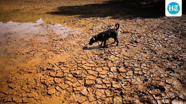 El Nino Heat May Cause 15,800 Deaths In India By February, Climate Impact Lab Warns