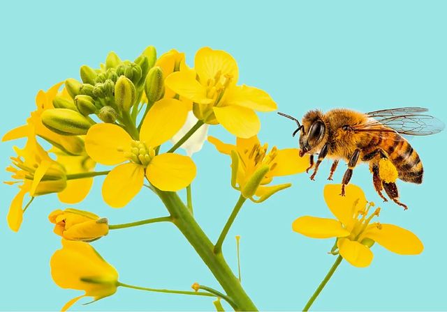 ¿Abejas en tu sombrilla? No es por el calor, se llama enjambrazón