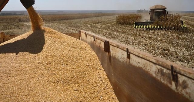 România, lider european la exportul de cereale și recorduri în comerțul cu animale vii