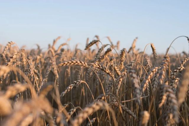 Exporturile românești de cereale au scăzut cu peste 4% în 2023