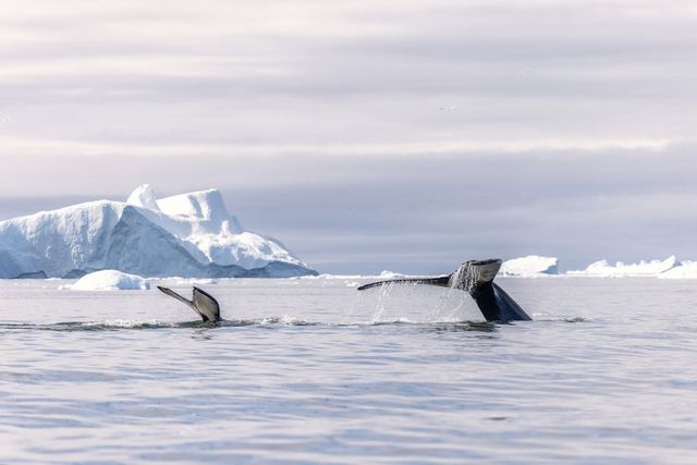 Islanda pregătește interzicerea vânătorii de balene