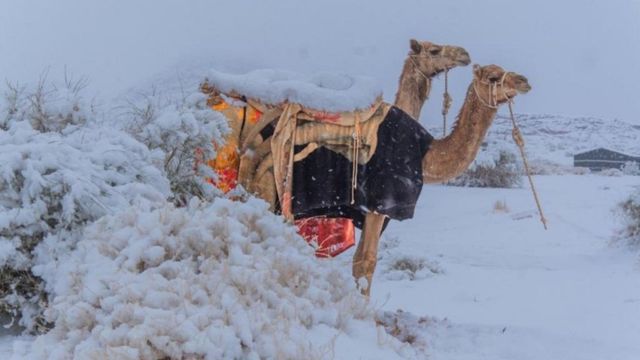 Deșertul din Arabia Saudită în care a nins pentru prima oară. Cum au reacționat oamenii și animalele