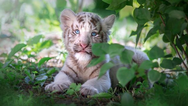 Fehér tigriskölyök tragédiája – látogatók felelőtlensége vezetett a halálához
