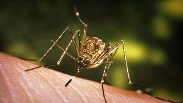 Delhi Reports 'Isolated' Case Of Japanese Encephalitis: Key Facts & Prevention Tips