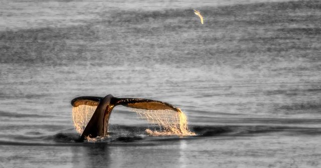 Na severu Německa se znovu snaží zachránit uvázlou velrybu