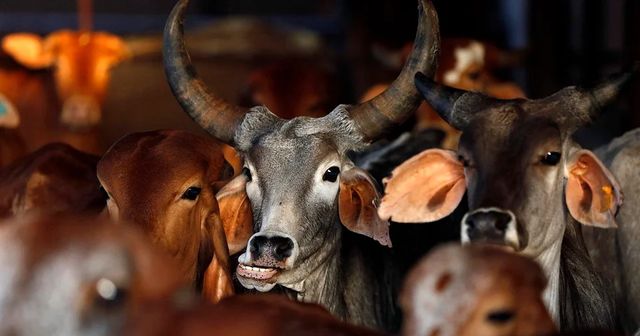 Man Beaten To Death By Mob In Rajasthan Over Cow Smuggling Suspicions