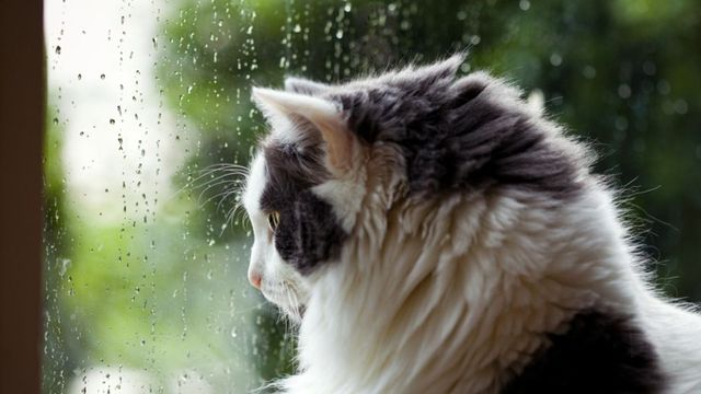 Жълт код за значителни валежи в Източна България