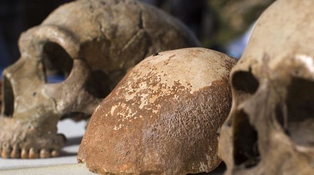 Trovato nel Po un cranio di homo sapiens