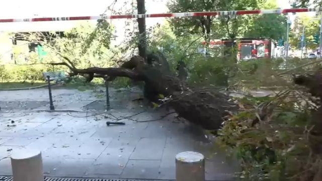 Milano, grosso albero caduto in piazza Risorgimento – Le foto