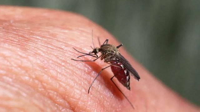 Sesta vittima per West Nile nel Lazio, donna di 83 anni