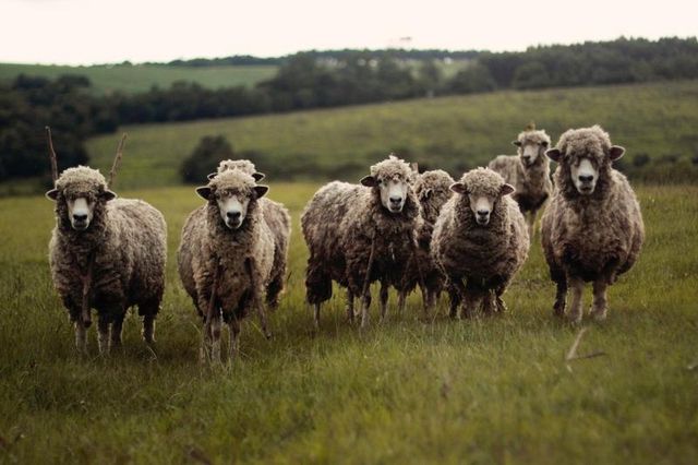 Pesta micilor rumegătoare se extinde