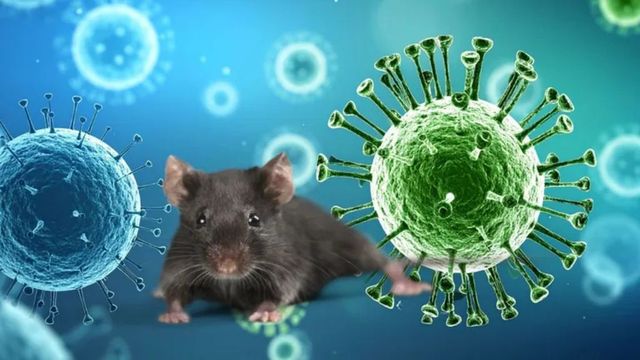 Suspiciune de infecție cu hantavirus în România. Un pompier din Caraș-Severin ar fi luat virusul după ce a călătorit în Serbia
