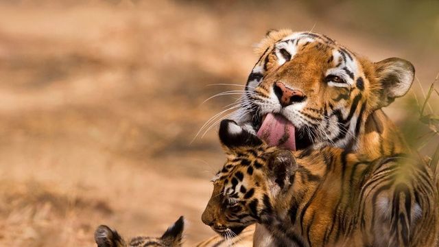 Video of Tigress Checking on Her Cubs While She Trains Them is Too Adorable to Miss