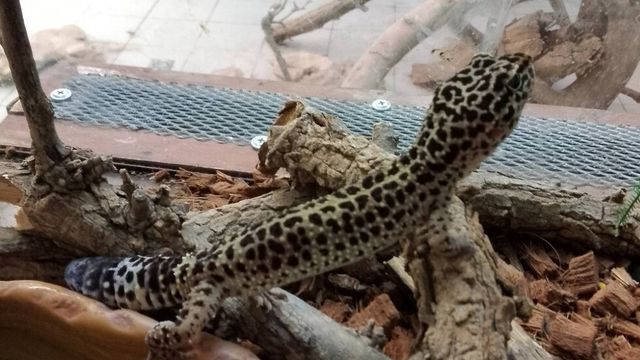 Предадоха спасени от контрабанда екзотични животни на терариума в Минерални бани