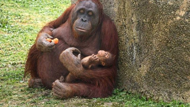Nace una nueva cría de orangután de Borneo, una de las especies más amenazadas del planeta, en el Zoo Aquarium de Madrid