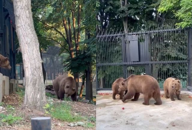 Grădina Zoologică din Chișinău s-a îmbogățit cu trei urși tineri