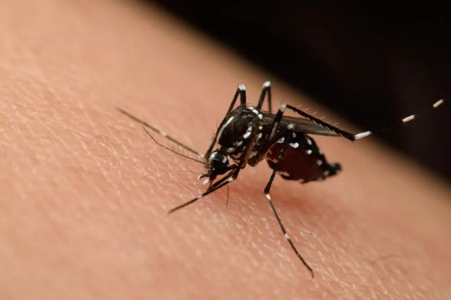 Două cazuri de infecție cu virusul West Nile au fost confirmate în Republica Moldova