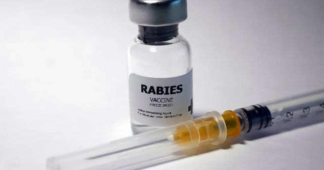 Spurious Abhayrab anti-rabies vaccine detected in Delhi