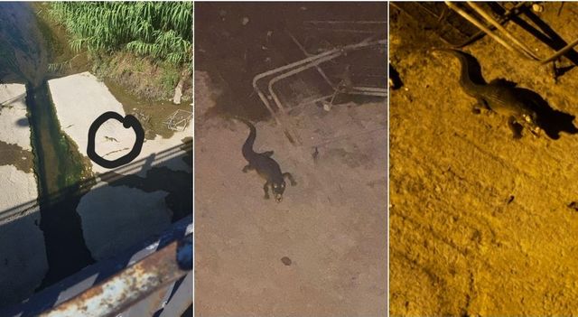 Un coccodrillo nel fiume a Ladispoli? Il sindaco chiede calma ai cittadini