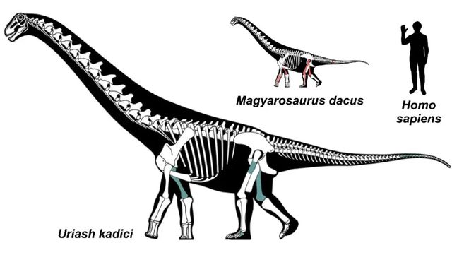 Dinozauri giganți și pitici, găsiți în Geoparcul Țara Hațegului