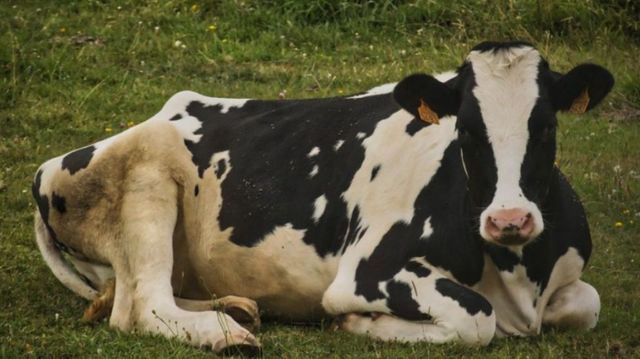 Caz de rabie bovină, înregistrat în Moldova