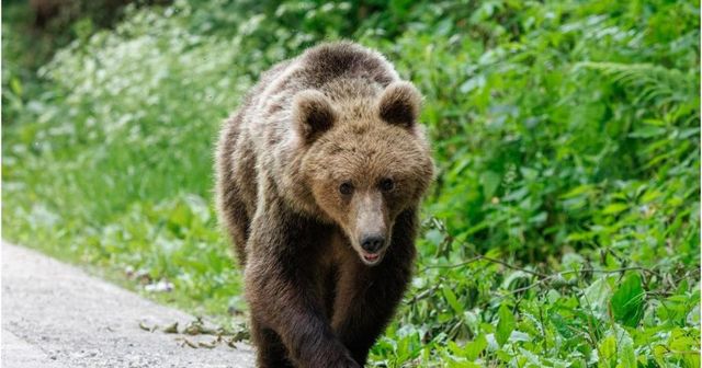 Doua persoane au fost atacate de urs in localitatea Crizbav, judetul Brasov. Victimele au ajuns la spital cu rani multiple