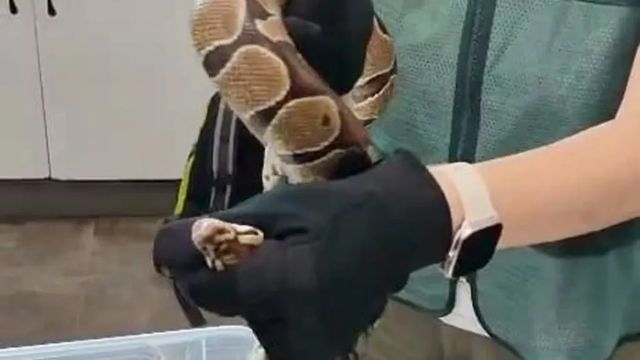 Investigados por enviar por paquetería una serpiente pitón bola y una culebra real de California