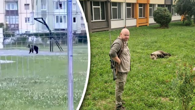 Alertă la un liceu din Sibiu. Un urs a pătruns în curte și a fost tranchilizat după o intervenție dificilă