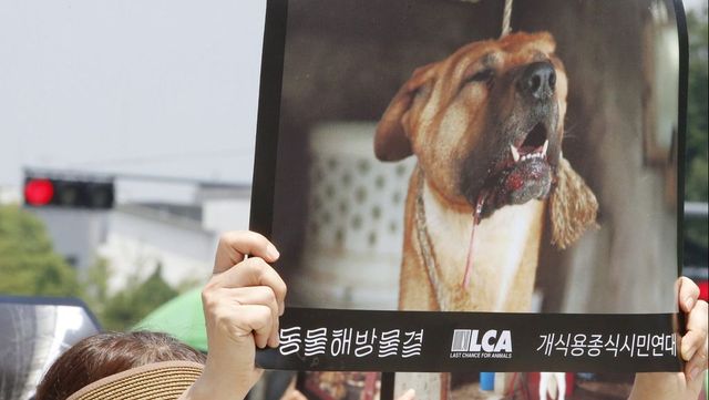 Betiltották a kutyaevést Dél-Koreában