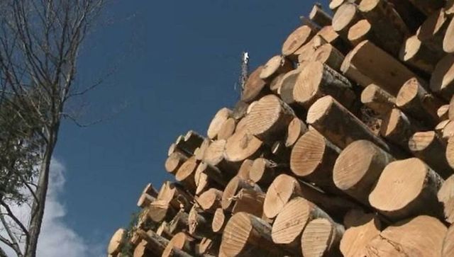 Agenția Franceză pentru Dezvoltare va acorda Republicii Moldova suport financiar pentru fortificarea sectorului forestier