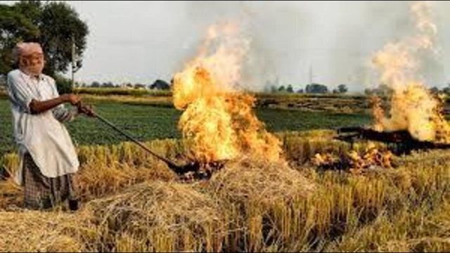 874 FIRs registered against farmers for burning stubble in Punjab