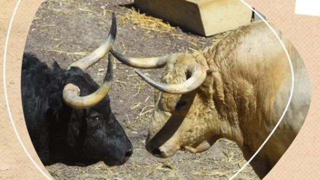 Estos son los toros que mañana inauguran los encierros de San Fermín 2026