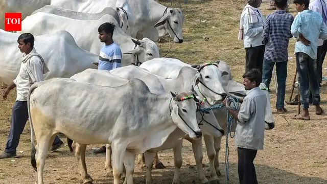 Cow sacrifice not part of Eid: Calcutta High Court upholds ban on cattle slaughter