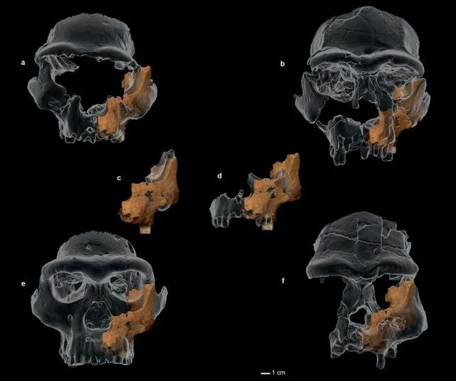 Investigadores españoles ponen cara al homínido más antiguo de Europa occidental