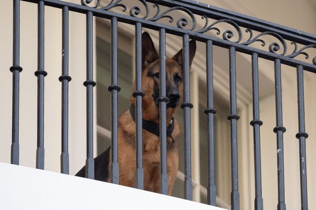 Câinele soților Biden nu mai stă la Casa Albă, după ce a mușcat mai multă lume