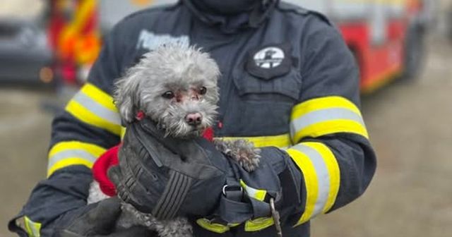 Pompierii din Giurgiu au salvat un cățeluș dintr-un apartament în care a izbucnit un incendiu