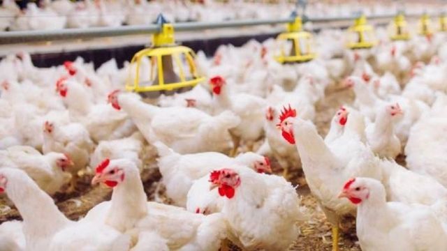 România și Bulgaria au raportat focare de gripă aviară