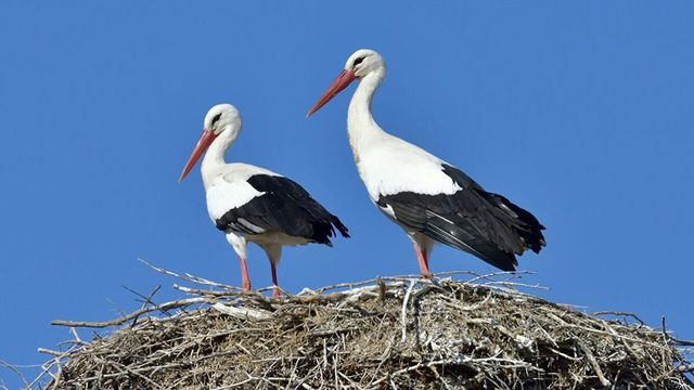 La gripe aviar deja a más de cien cigüeñas muertas en el río Manzanares