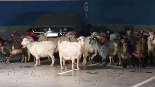 Turma de capre, evacuata din parcarea unui mall din Romania