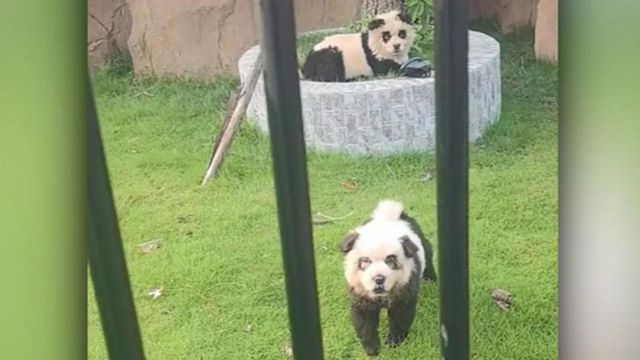 Surpriza la gradina zoologica! Doi ,,ursi panda au inceput sa latre in fata vizitatorilor