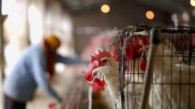 WHO says bird flu cases spreading to humans an enormous concern