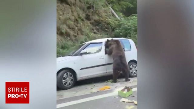 Un urs a vandalizat o mașină pe Transfăgărășan, în căutare de hrană