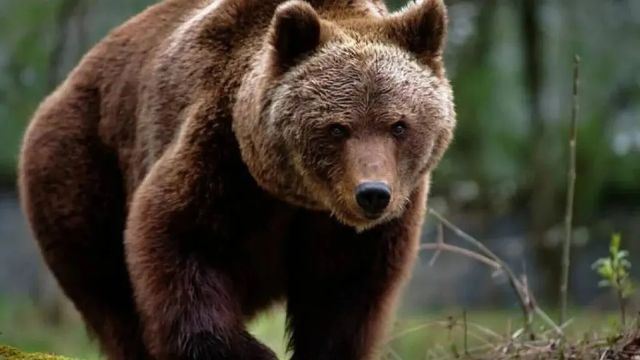 Ursoaică împușcată în parcarea unui hotel din Poiana Brașov