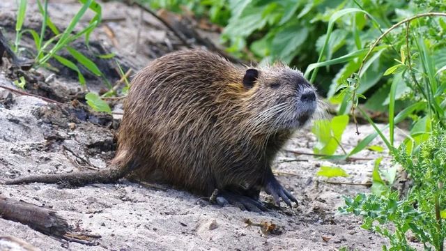 Salve un pantano y guise una nutria, la nueva campaña contra la especie invasora