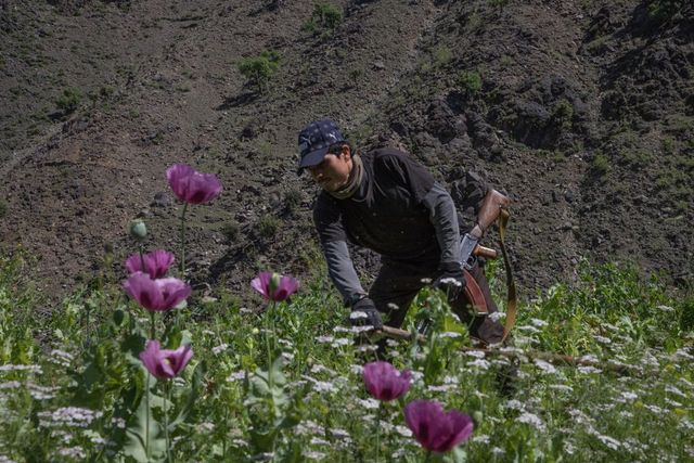 Producția de opiu în Afganistan a scăzut cu 95% după ce talibanii au interzis culturile de mac