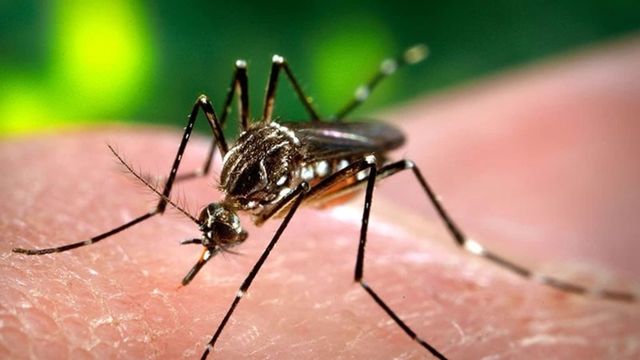 Bihar reports 6,146 dengue cases in September, highest in last five years