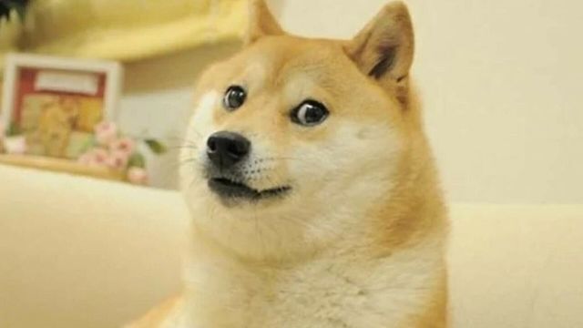 A murit emblema criptomonedei Dogecoin. Kabosu era o cățelușă din rasa Shiba Inu și avea 18 ani