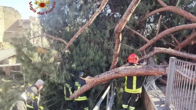 Un pin s-a prăbușit peste un turist român la Roma, lângă Forumul Roman