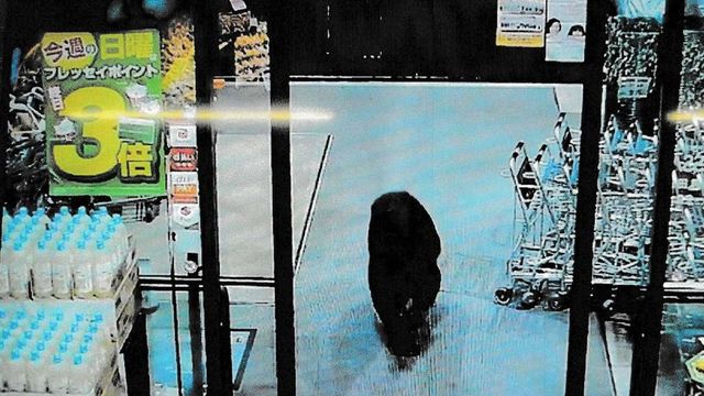 Emergenza orsi in Giappone, il governo schiera l’esercito