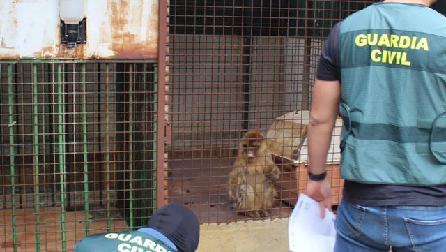 La Guardia Civil incauta dos monos de Gibraltar en una vivienda de Granada